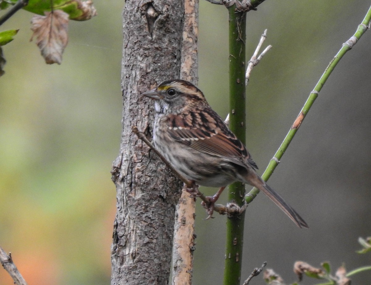 White-throated Sparrow - Rob Buchanan