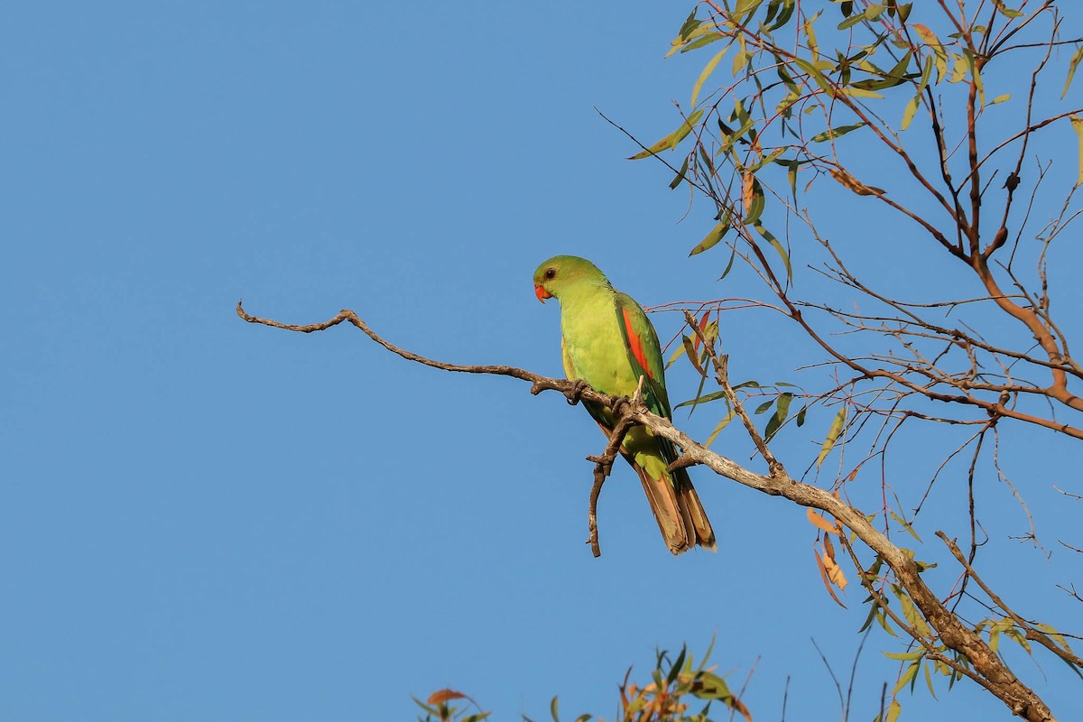 Red-winged Parrot - Ged Tranter