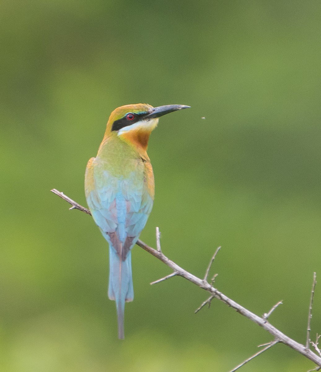 Blue-tailed Bee-eater - ML71183481