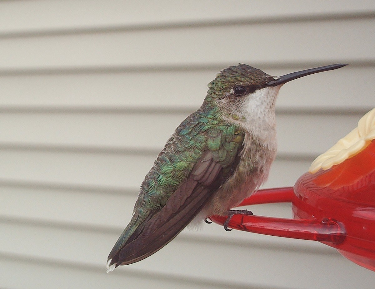 Ruby-throated Hummingbird - ML71186491