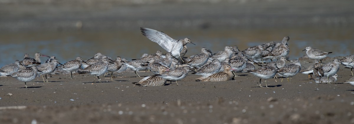 Great Knot - ML71187061