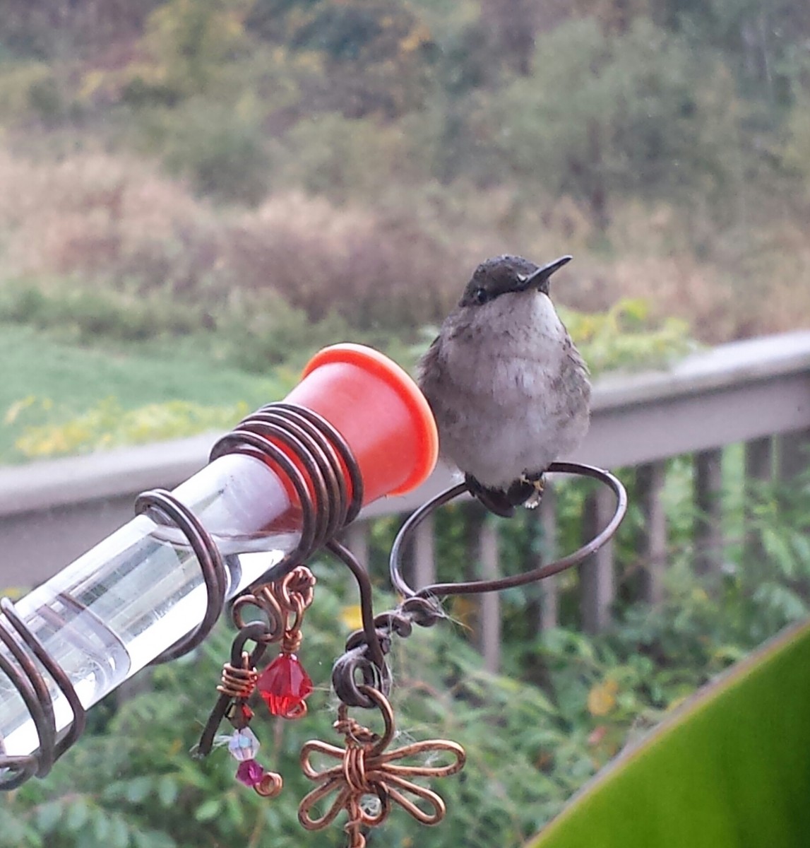 Ruby-throated Hummingbird - ML71187401