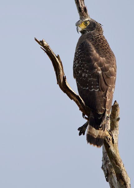 Crested Serpent-Eagle - ML71187951