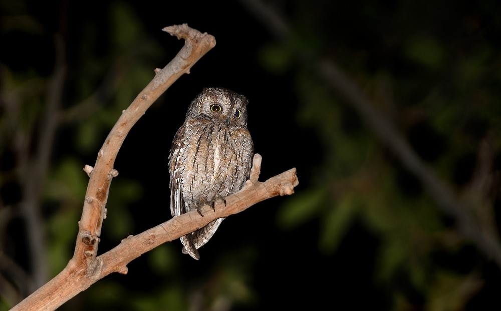 Eurasian Scops-Owl - Tomáš Grim