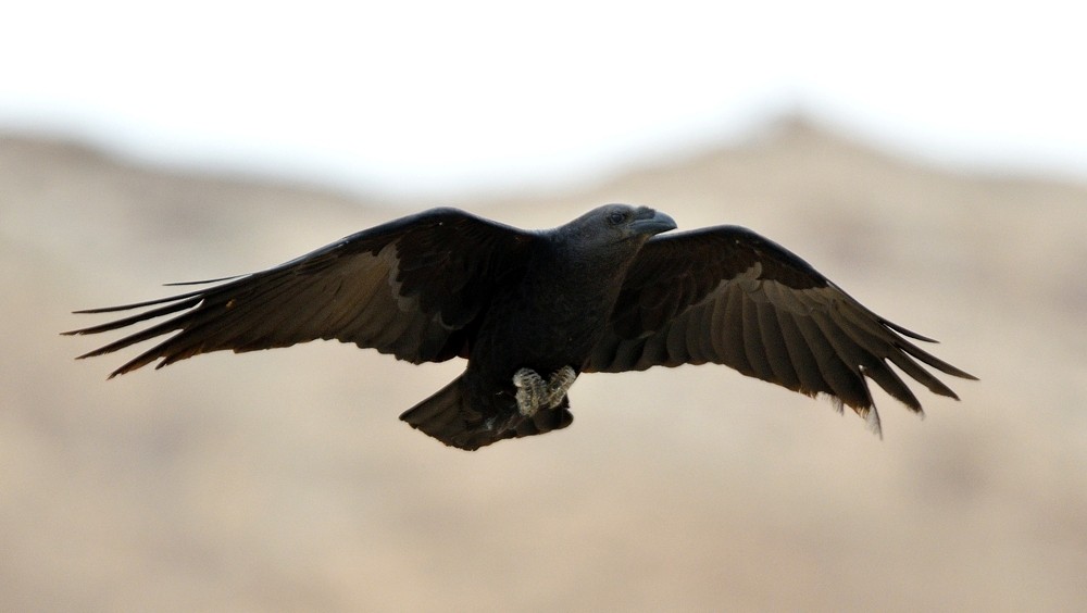 Fan-tailed Raven - Tomáš Grim