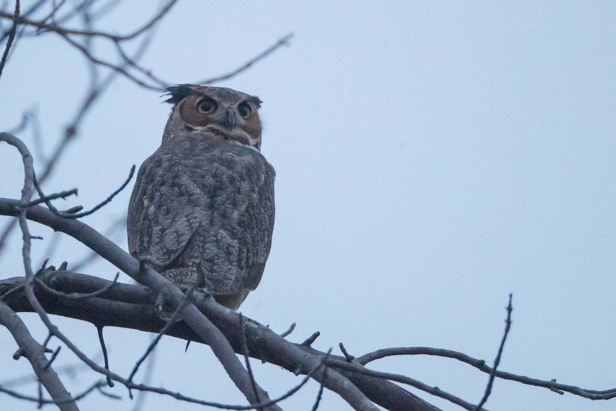 Great Horned Owl - ML71189121