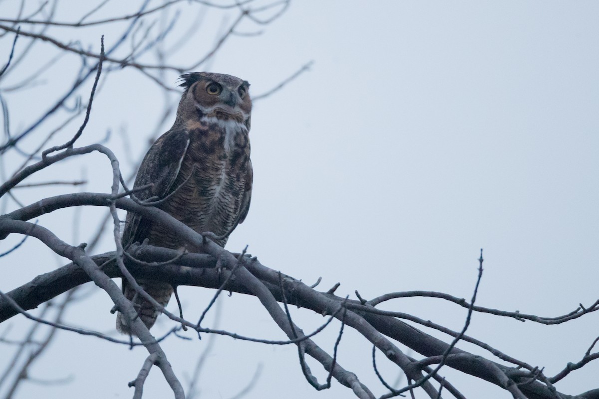 Great Horned Owl - ML71189131