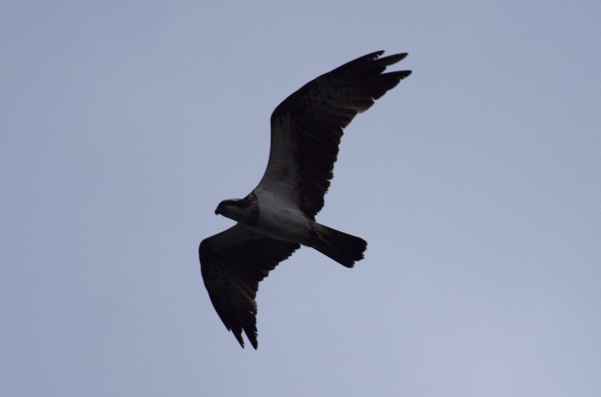 Osprey (haliaetus) - A Emmerson