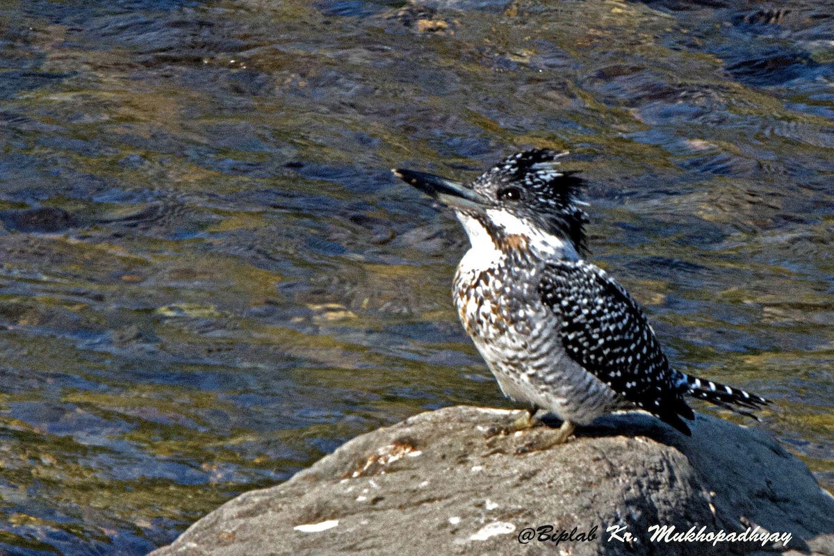 Crested Kingfisher - ML711899