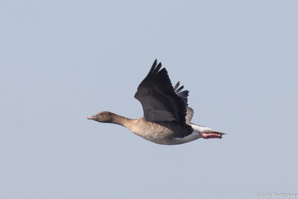 Pink-footed Goose - ML71190261