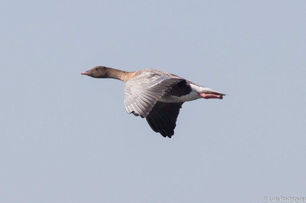 Pink-footed Goose - ML71190291