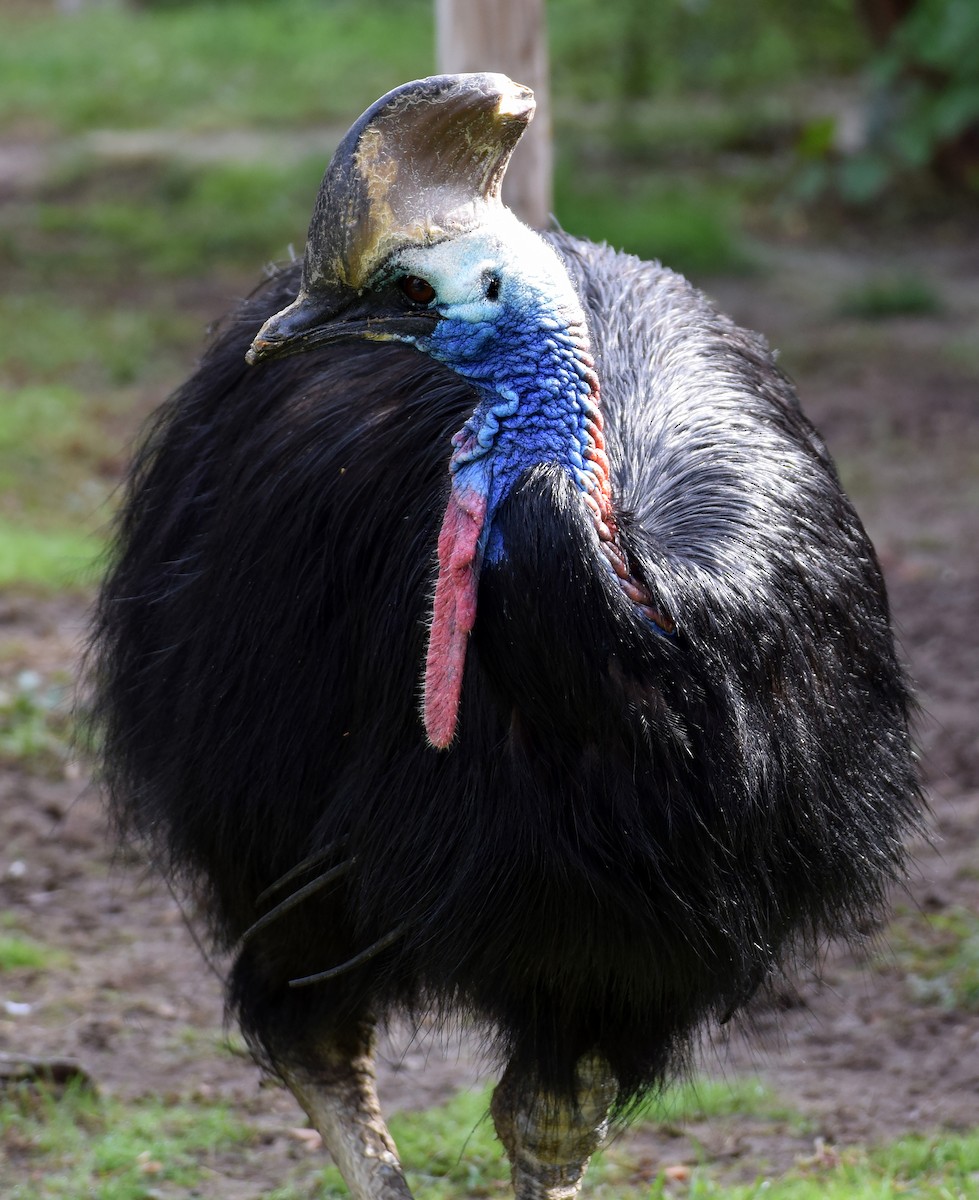 Southern Cassowary - A Emmerson