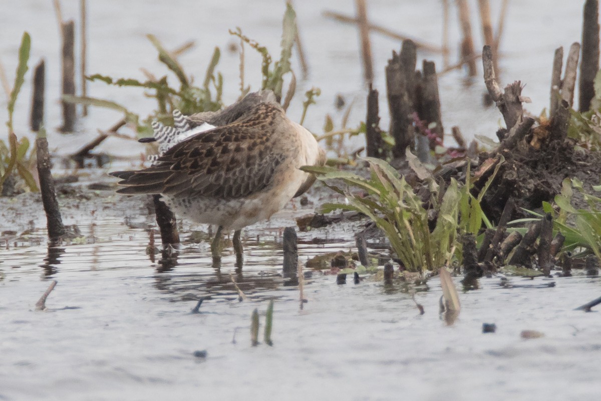 Long-billed Dowitcher - ML71190761