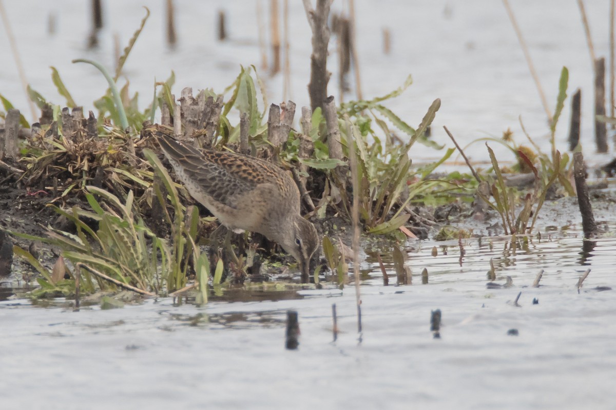 Long-billed Dowitcher - ML71190771