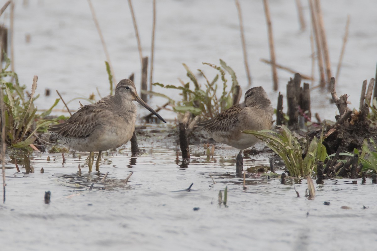 Long-billed Dowitcher - ML71190781