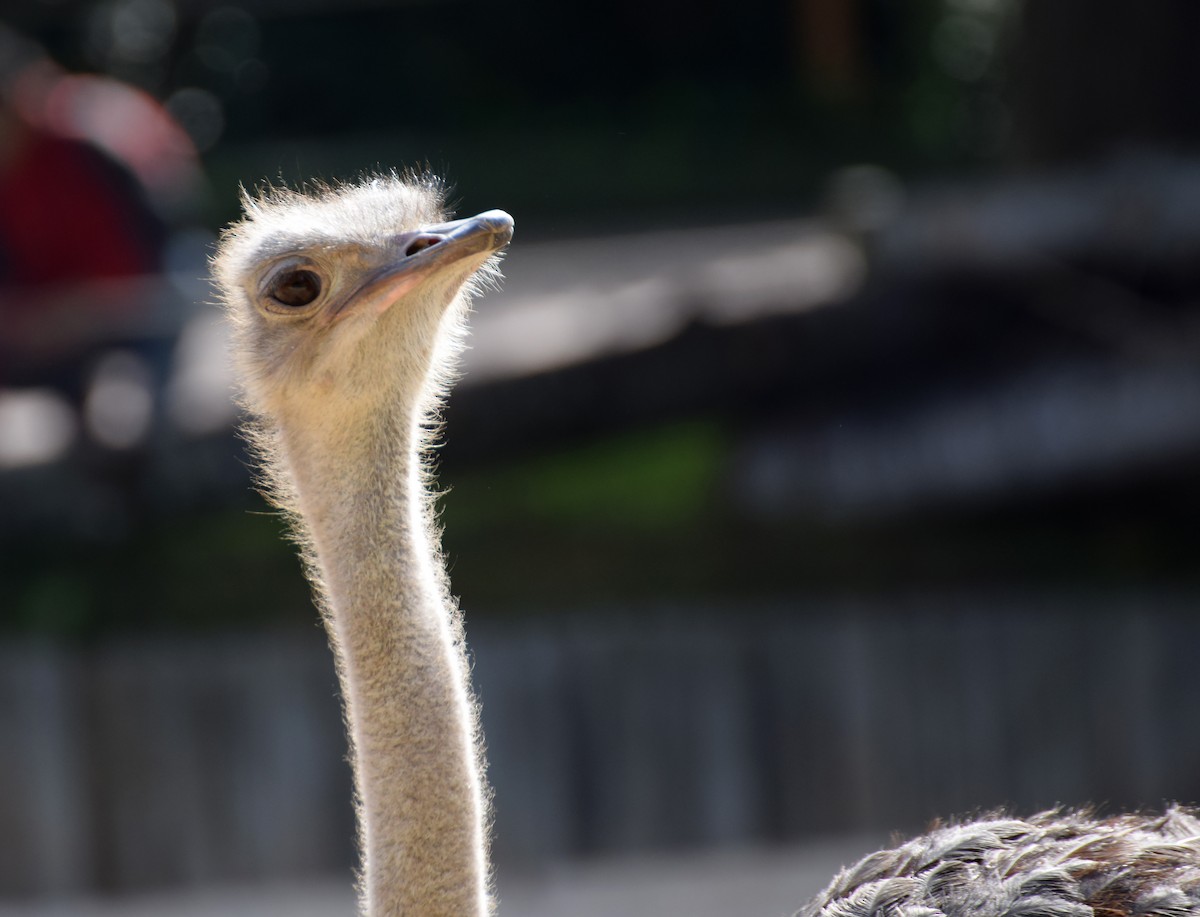 Common Ostrich - A Emmerson