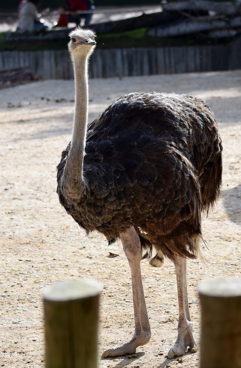 Common Ostrich - A Emmerson