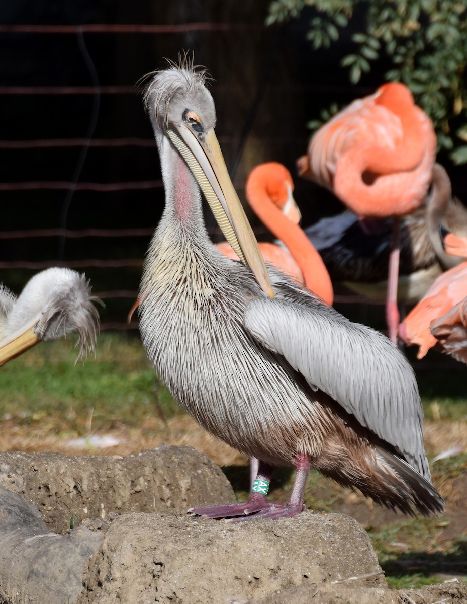Pink-backed Pelican - A Emmerson