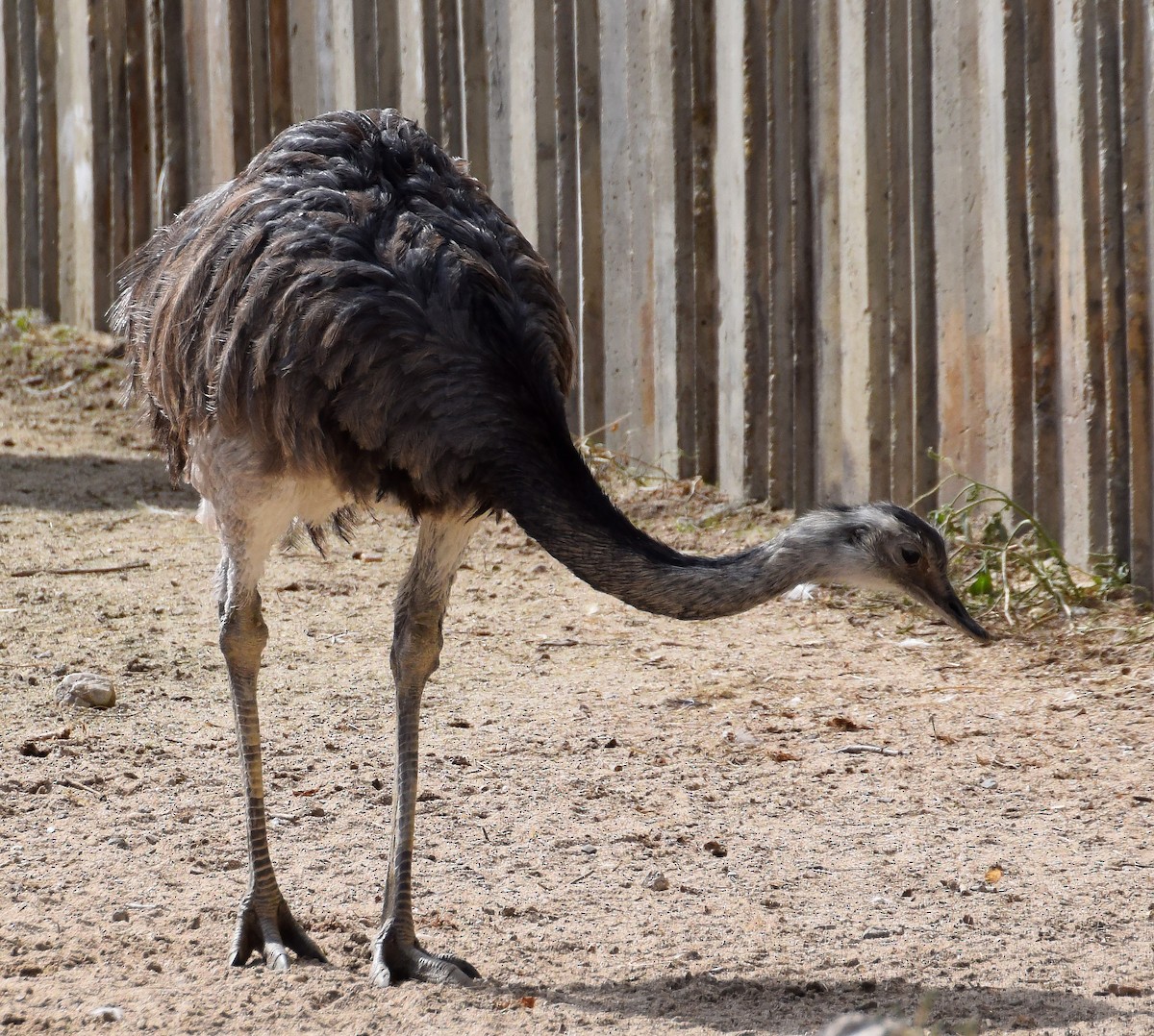 Greater Rhea - A Emmerson