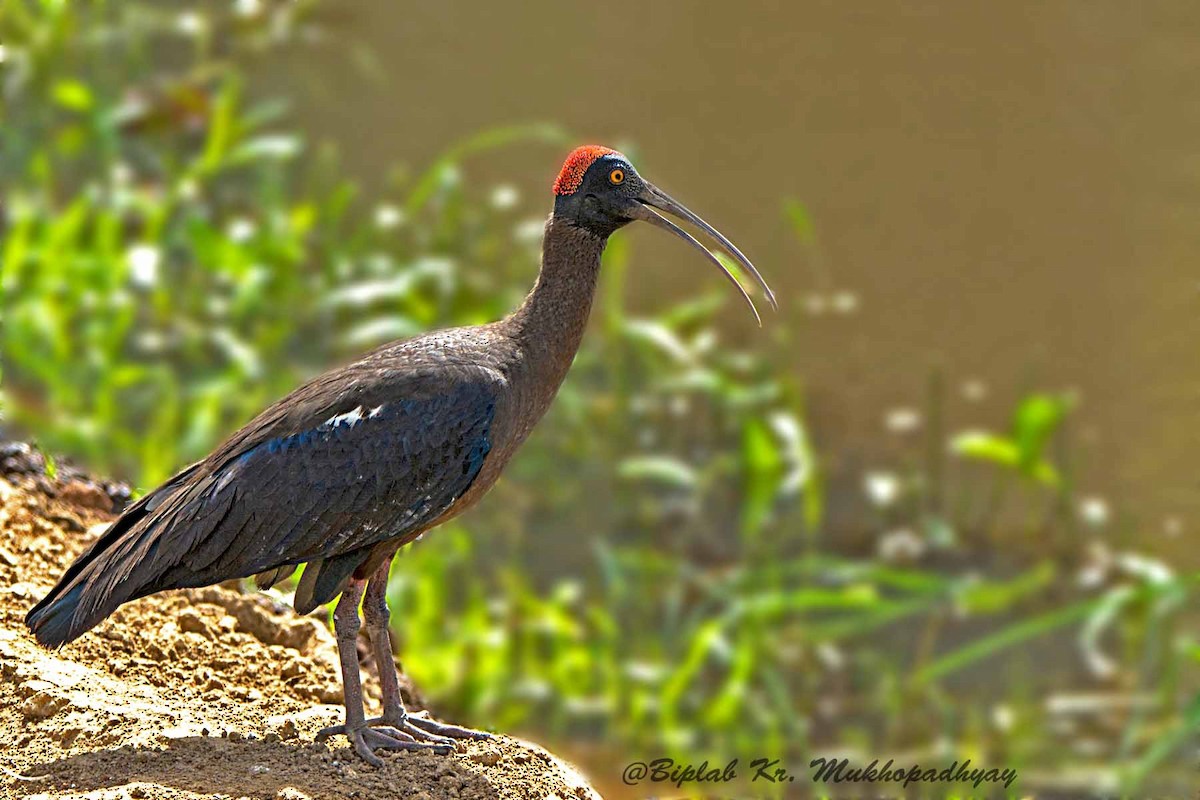 ibis bradavičnatý - ML711921
