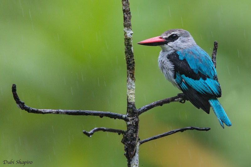 Woodland Kingfisher - Dubi Shapiro