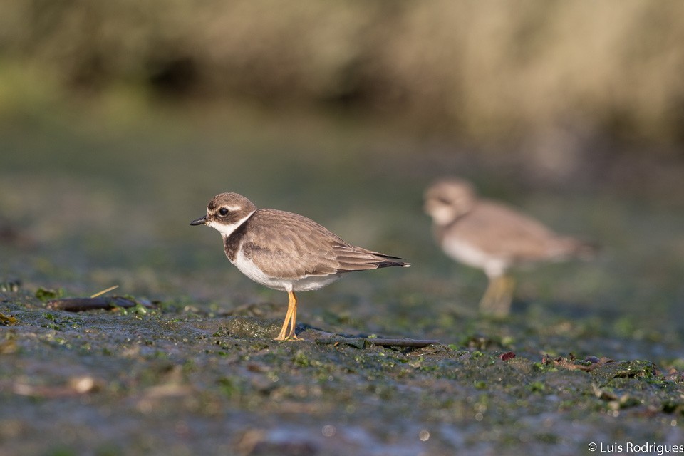 Common Ringed Plover - Luis Rodrigues