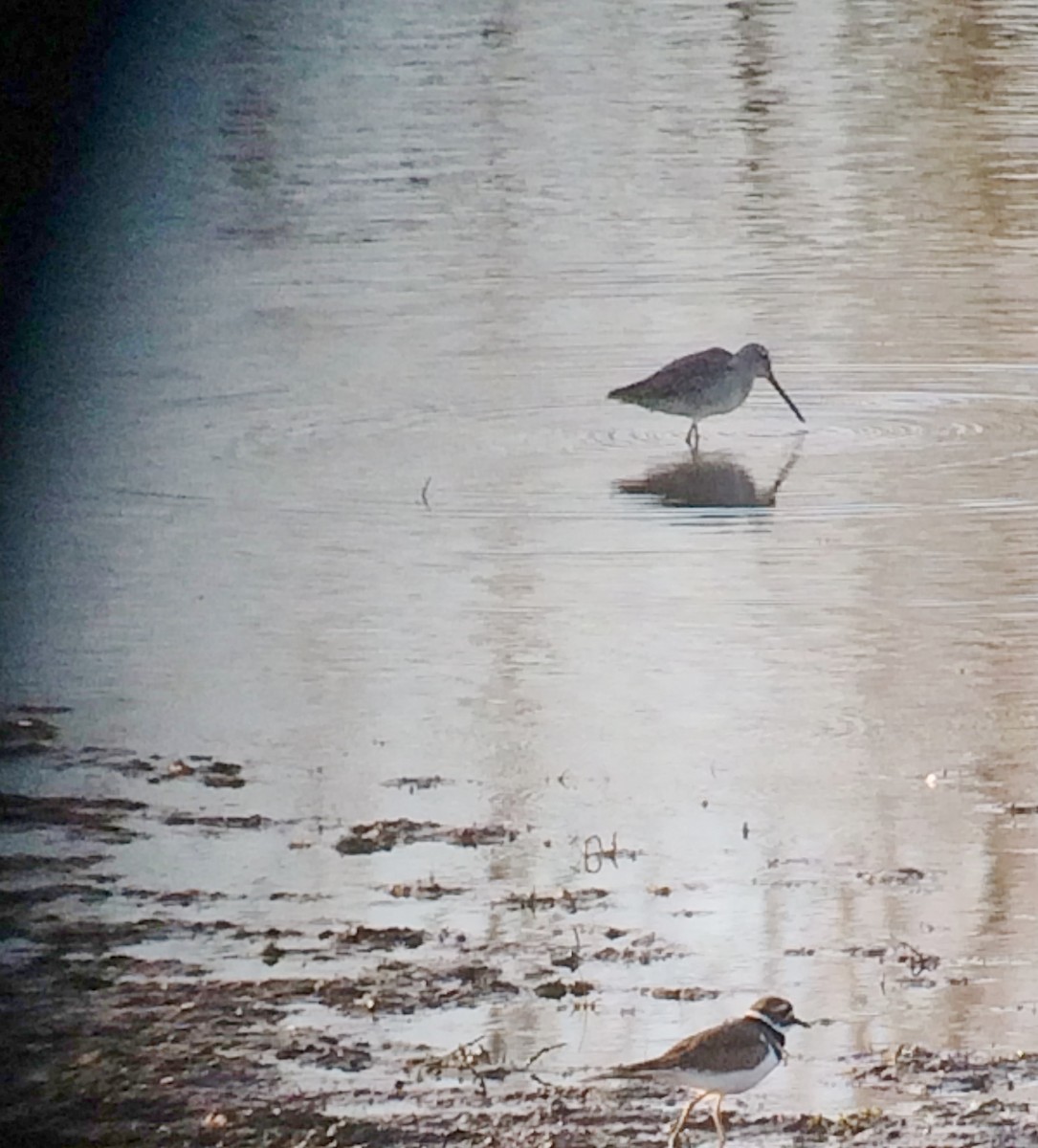 Long-billed Dowitcher - ML71193451