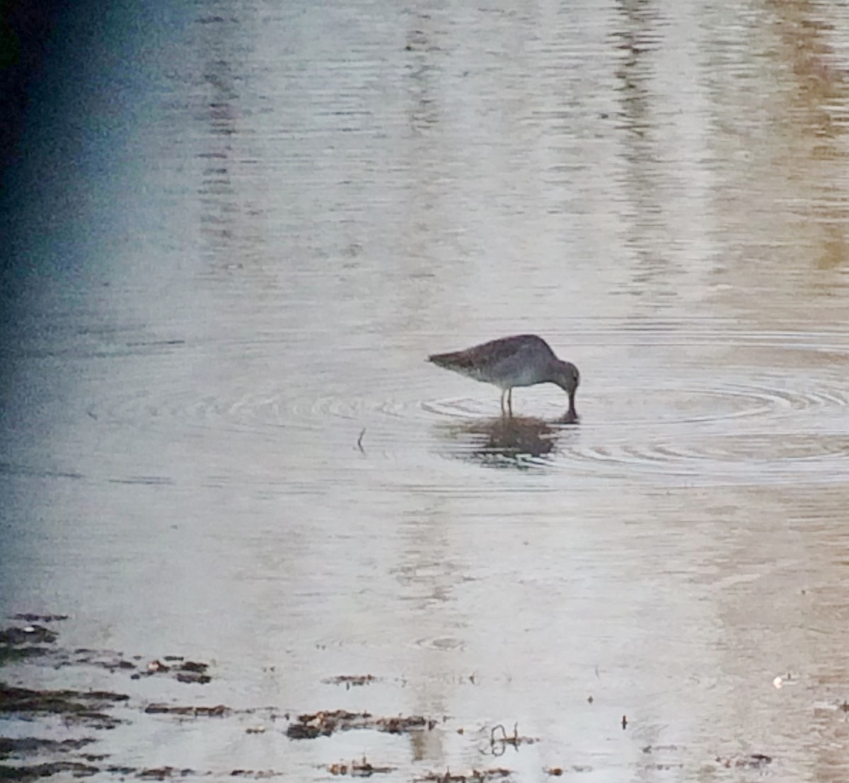 Long-billed Dowitcher - ML71193531
