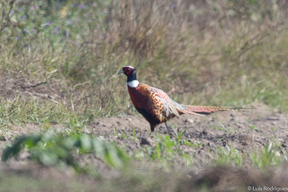 Ring-necked Pheasant - ML71193561
