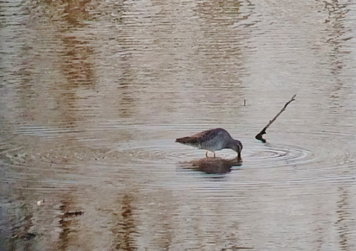 Long-billed Dowitcher - ML71193671
