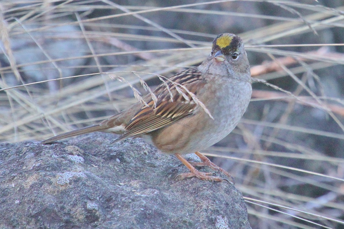 Golden-crowned Sparrow - ML71195581