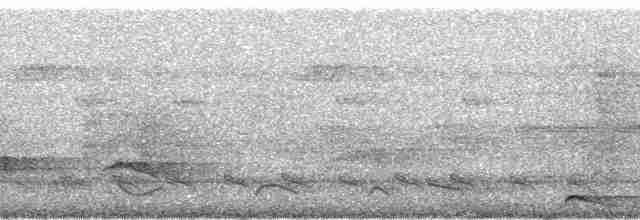 Кораловоклювая воронья кукушка - ML71196
