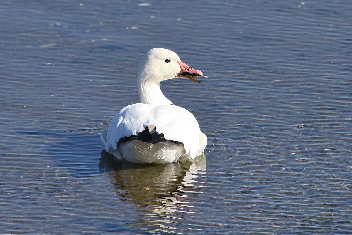 Snow Goose - ML71196041