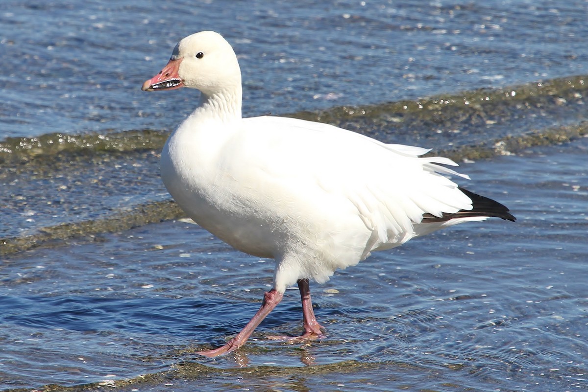 Snow Goose - ML71196201