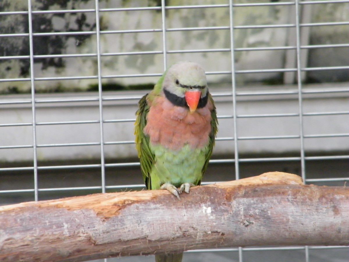 Red-breasted Parakeet - Nico Rosseel