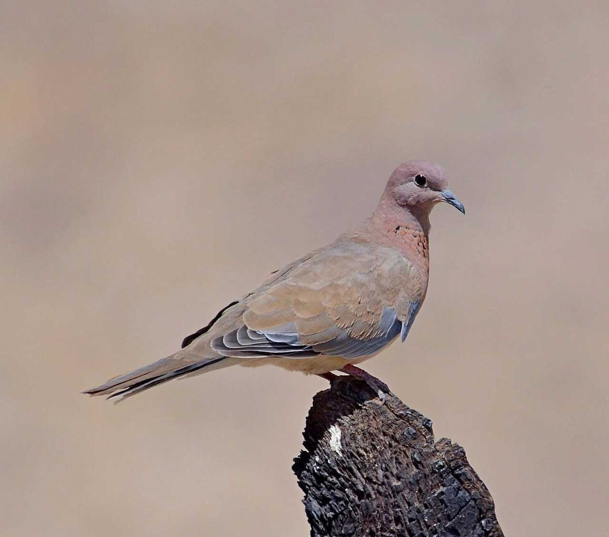 Laughing Dove - ML711994