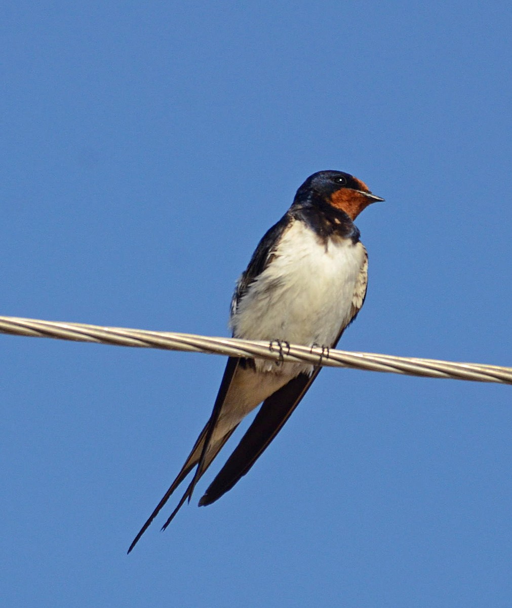 Barn Swallow (White-bellied) - Tom Martin