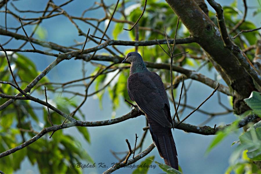 Barred Cuckoo-Dove - Biplab kumar Mukhopadhyay