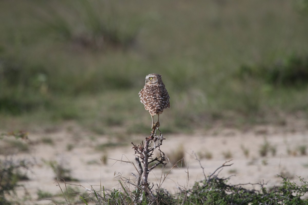Burrowing Owl (Andean) - Eduardo Soler