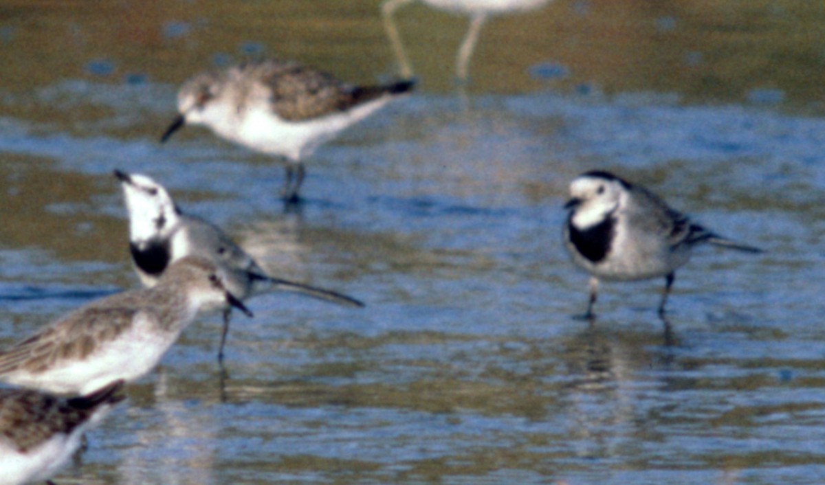 White Wagtail (White-faced) - ML71202991