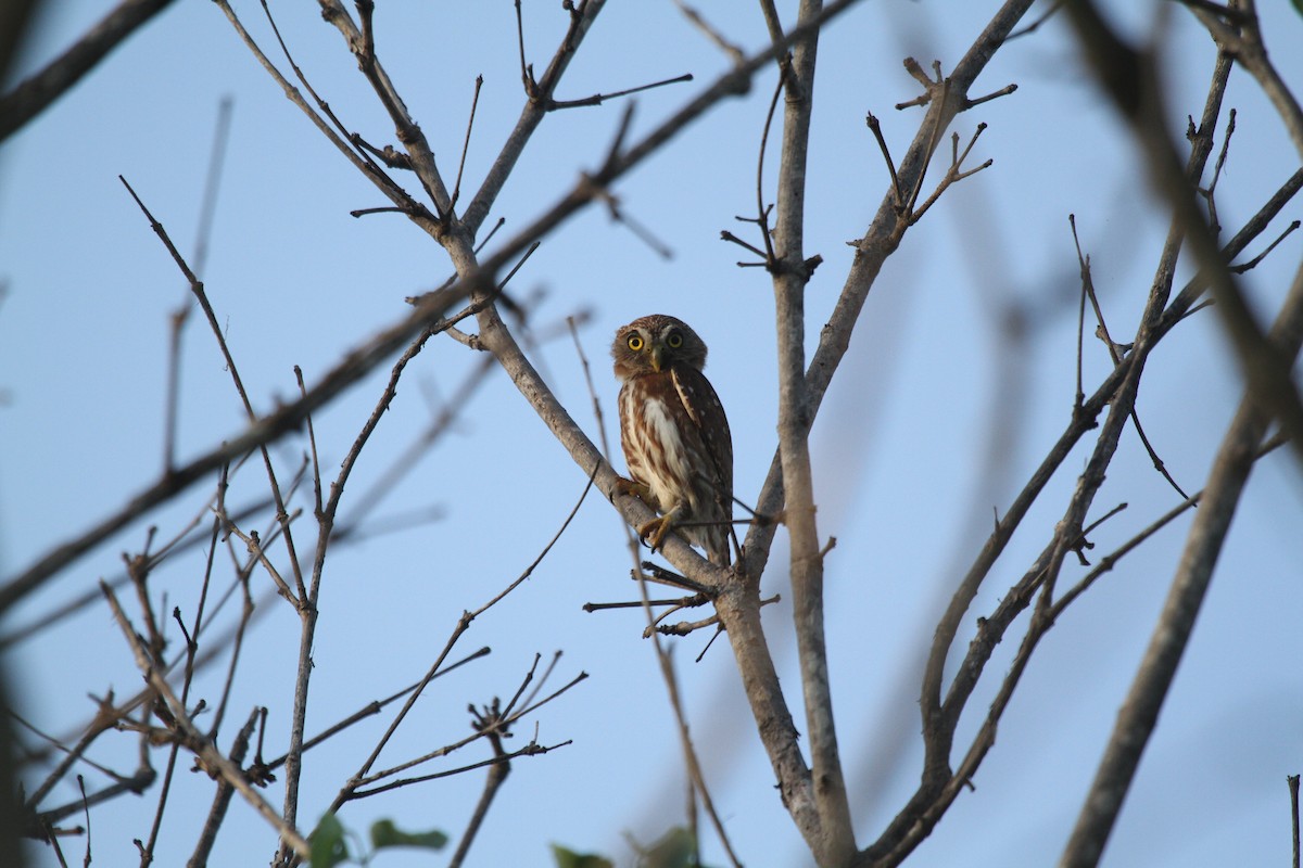Ferruginous Pygmy-Owl (Ferruginous) - Eduardo Soler