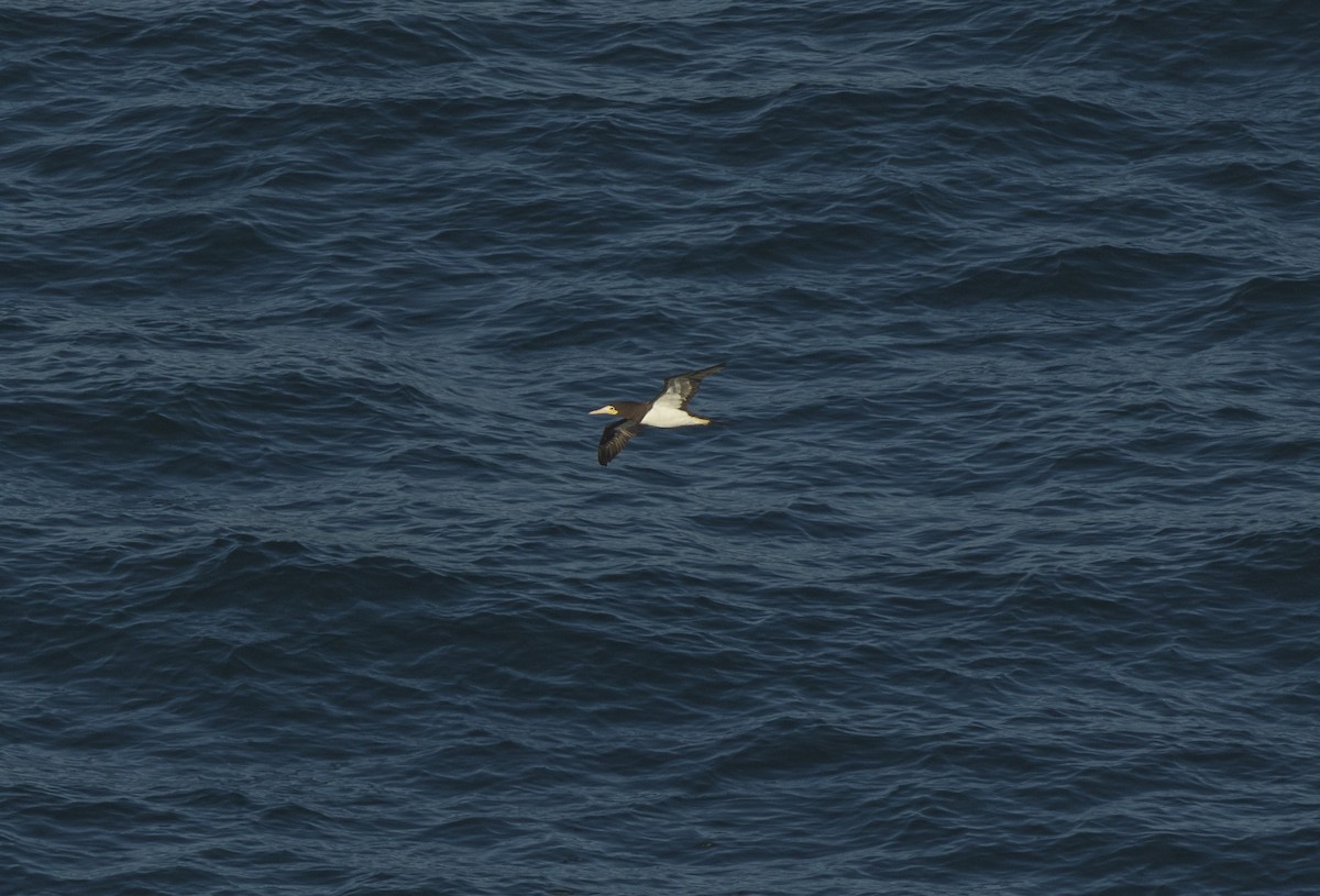 Brown Booby - ML71204101