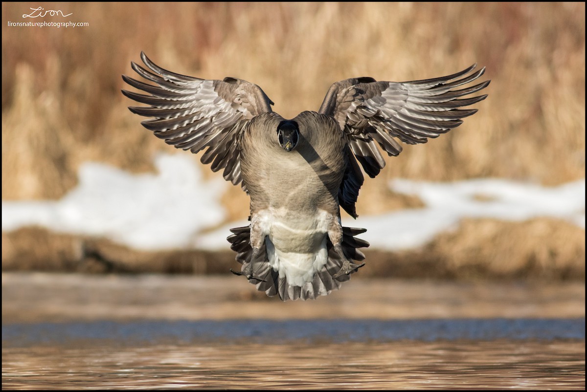 Canada Goose - Liron Gertsman