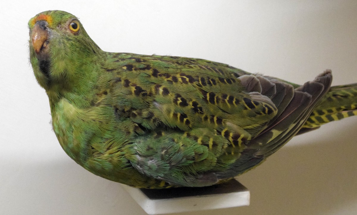 Ground Parrot - A Emmerson