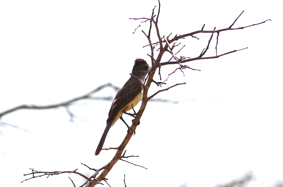 Brown-crested Flycatcher (South American) - Rohan van Twest
