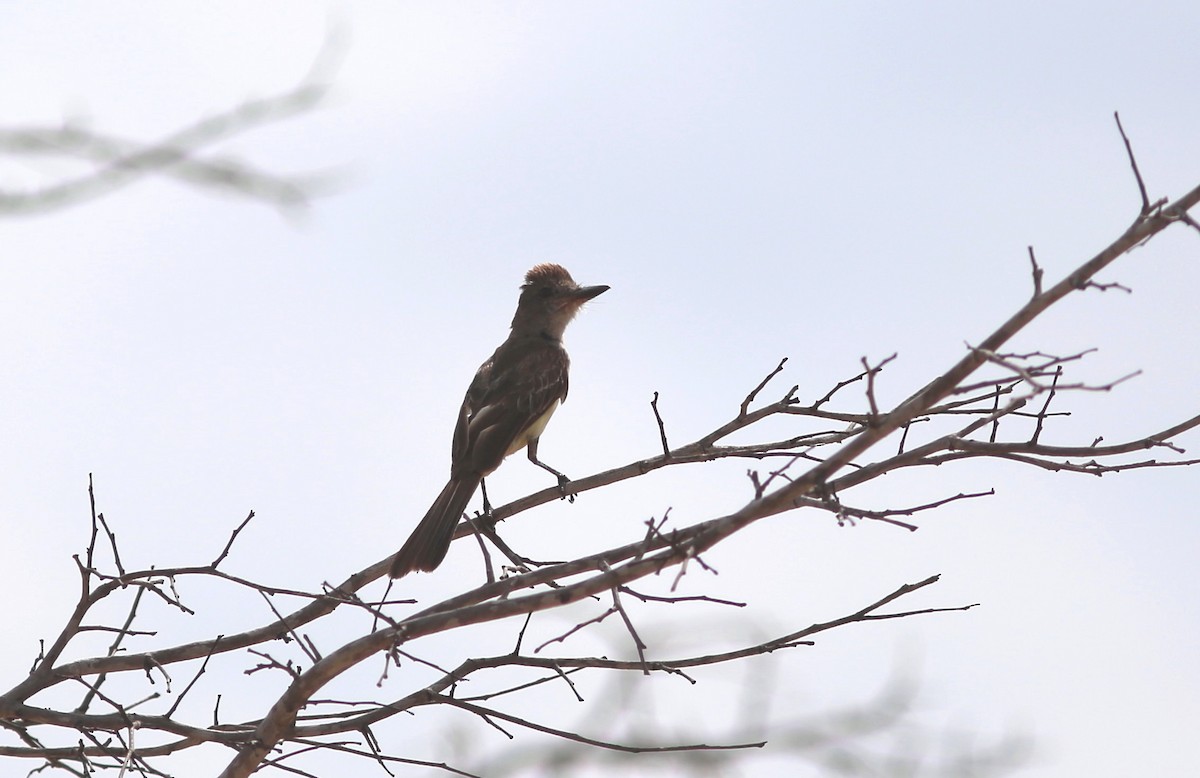 Brown-crested Flycatcher (South American) - ML71206321