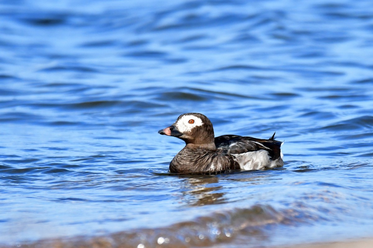 Long-tailed Duck - Bruce Bodjack