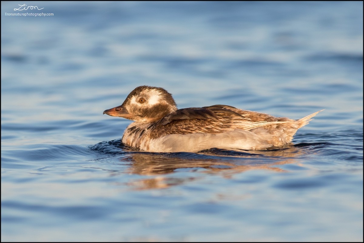 Long-tailed Duck - ML71208301