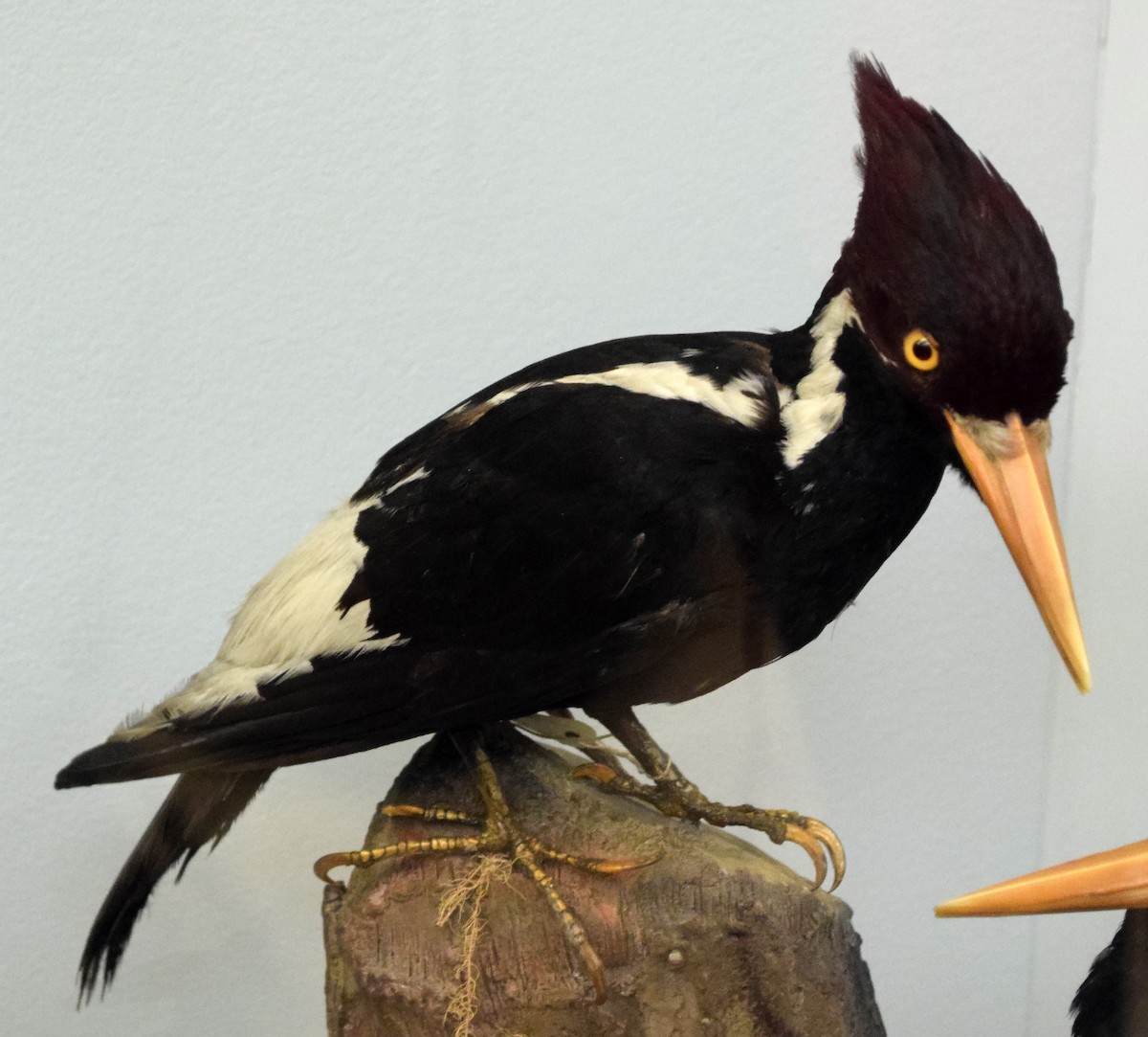 Ivory-billed Woodpecker (Northern) - A Emmerson