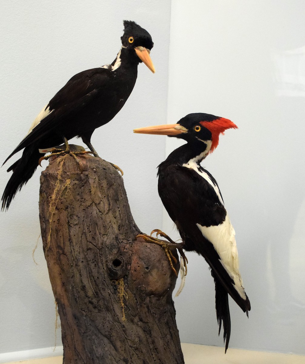 Ivory-billed Woodpecker (Northern) - A Emmerson